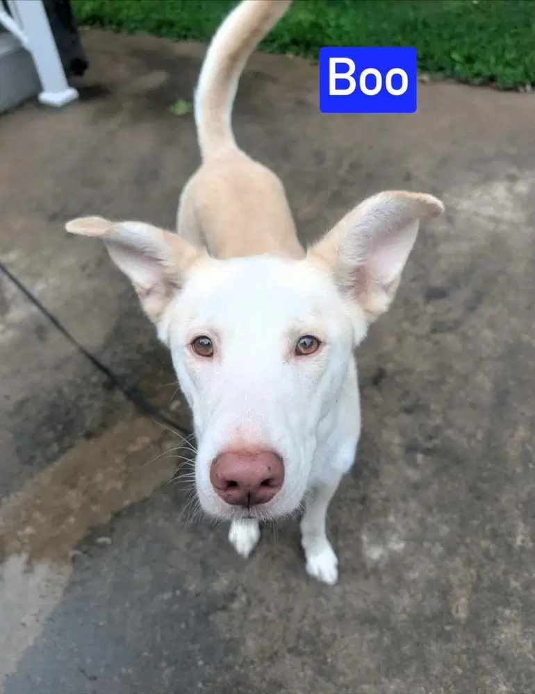 Boo image 2