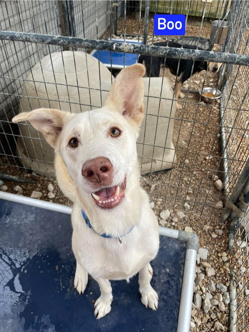 picture of the dog needing adoption