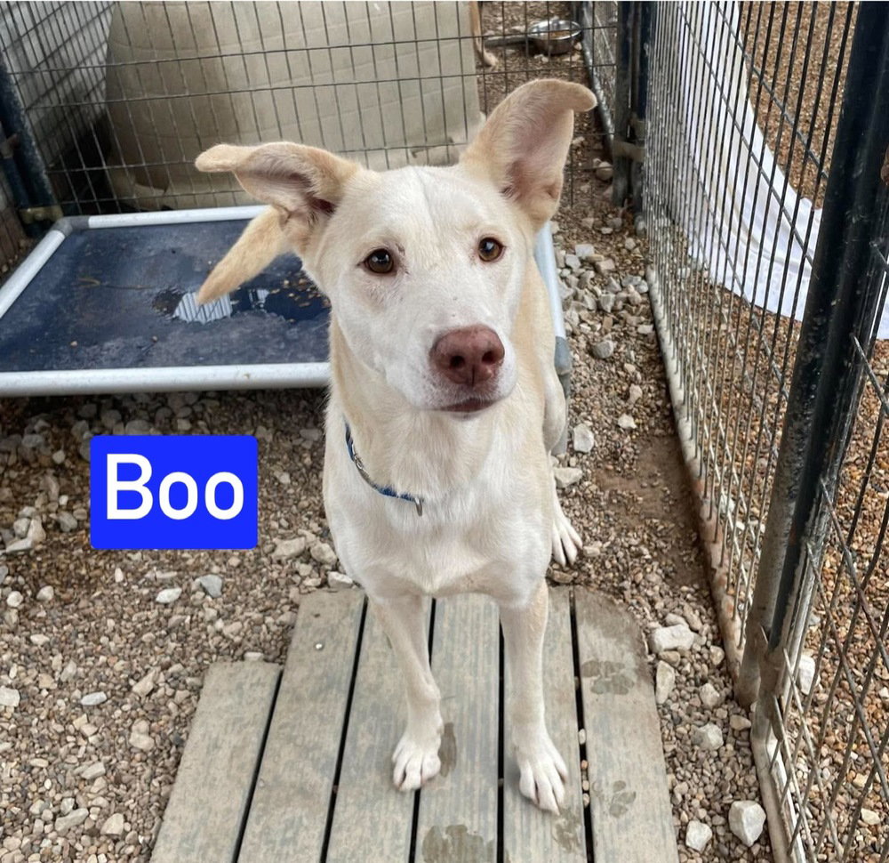 Boo, photo 2