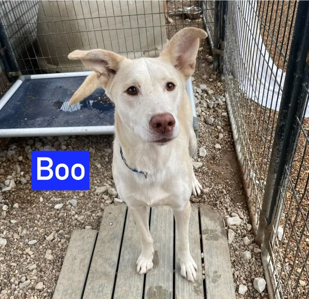 Boo image 2