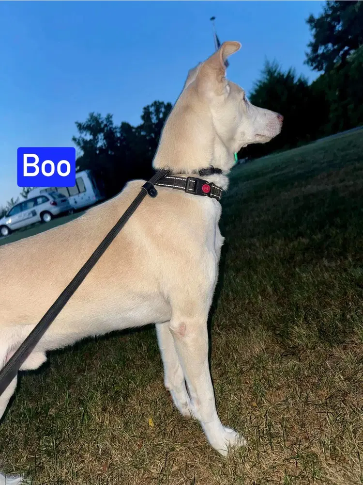 Boo image 4