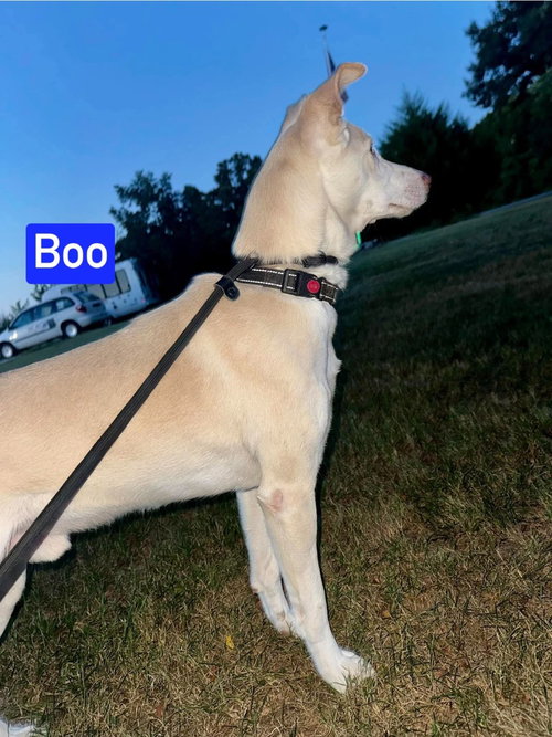 Photo 4 of Boo
