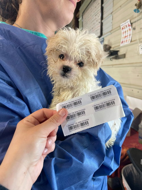 picture of the dog needing adoption