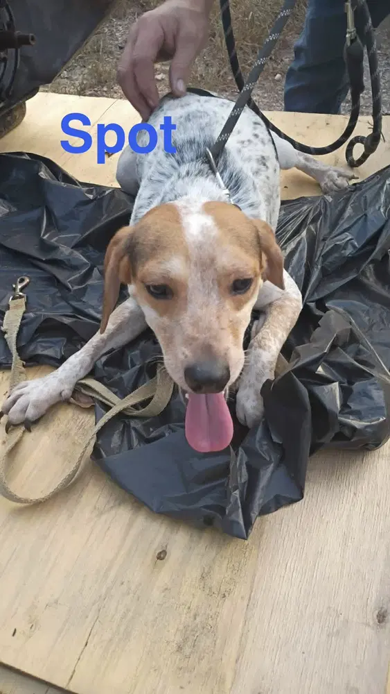 Sf Spot - Beagle