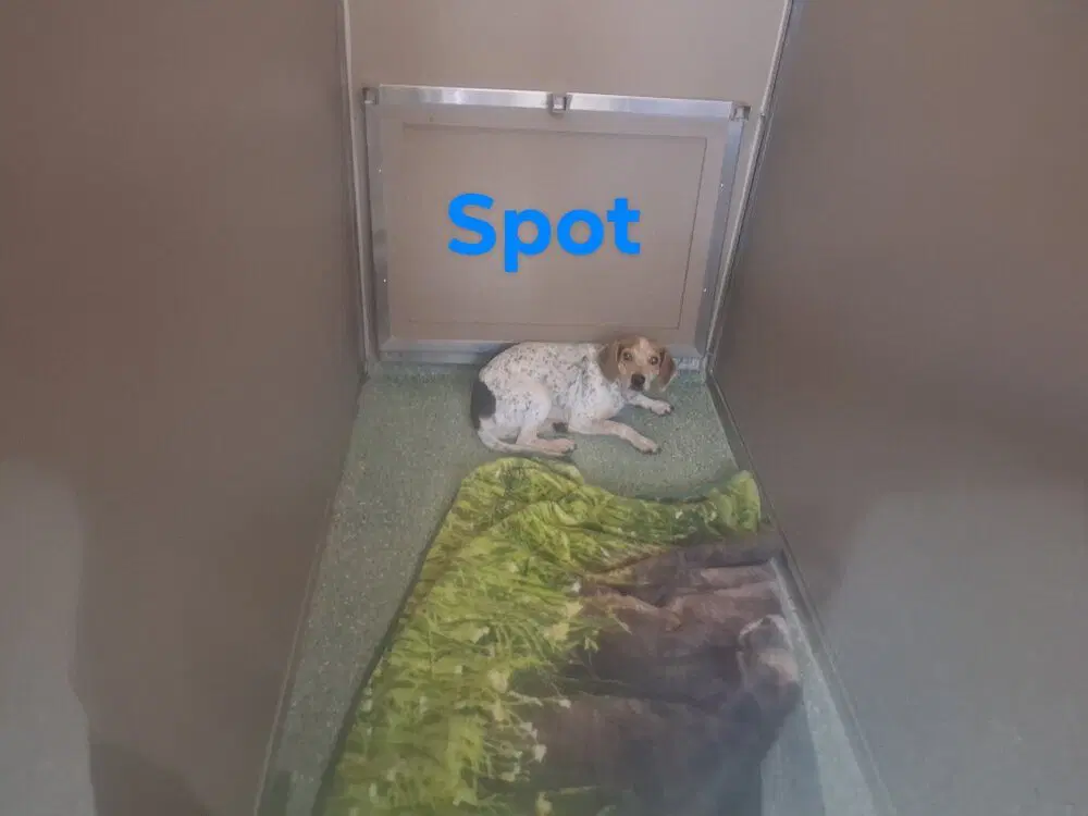 Sf Spot image 3