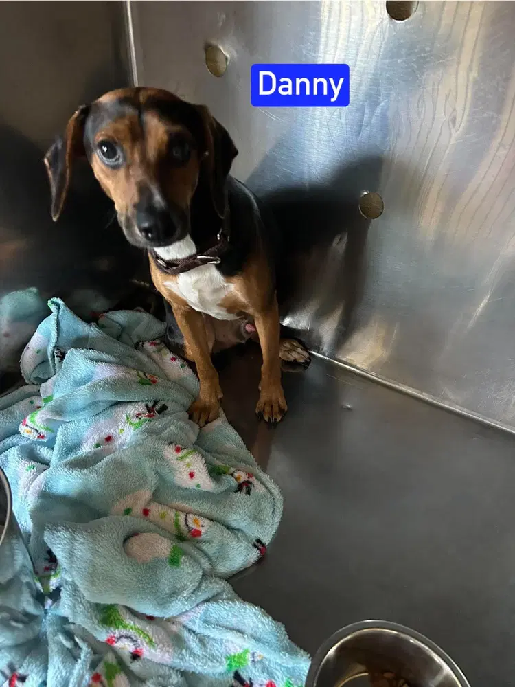 Sf Danny - Beagle