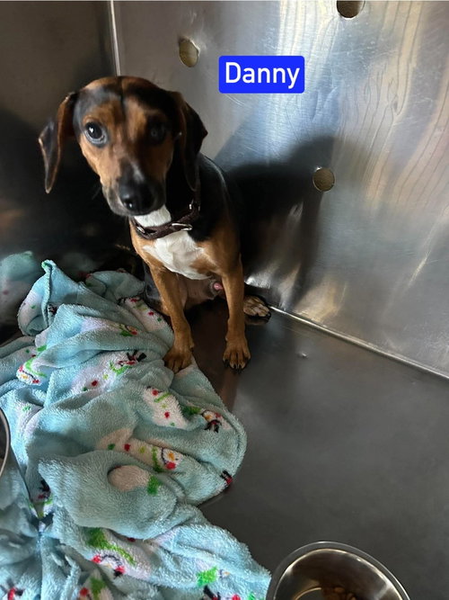 Sf Danny, a dog for adoption from No Time to Spare Animal Rescue and Sanctuary