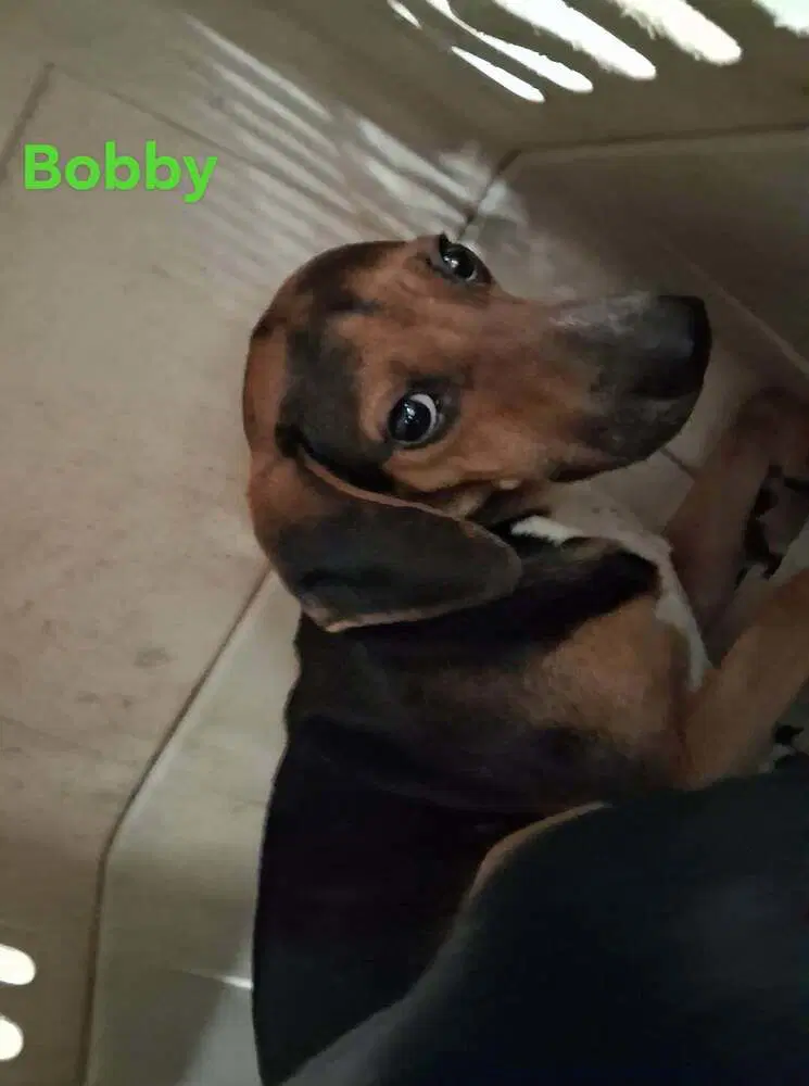 Sf Bobby - Beagle