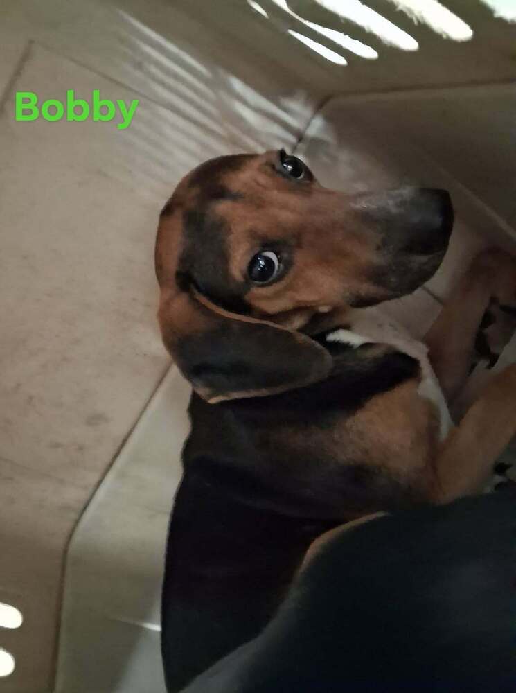 Sf Bobby