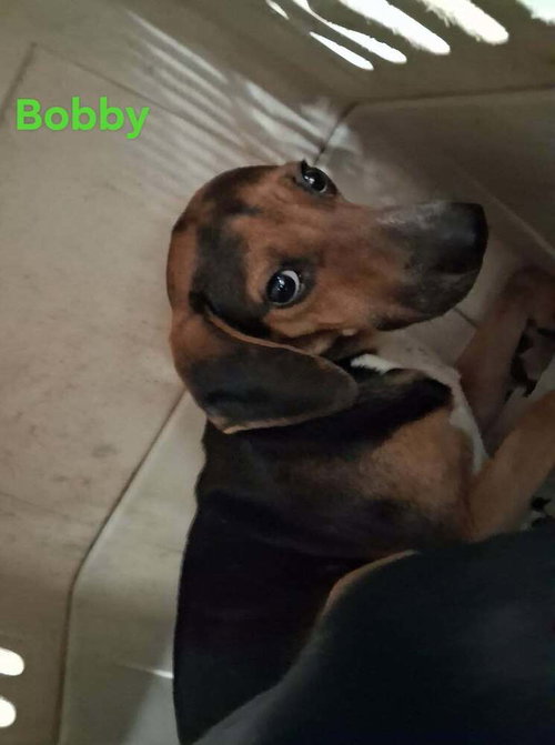 SF Bobby, a dog for adoption from No Time to Spare Animal Rescue and Sanctuary
