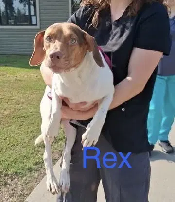 Sf Rex - Beagle