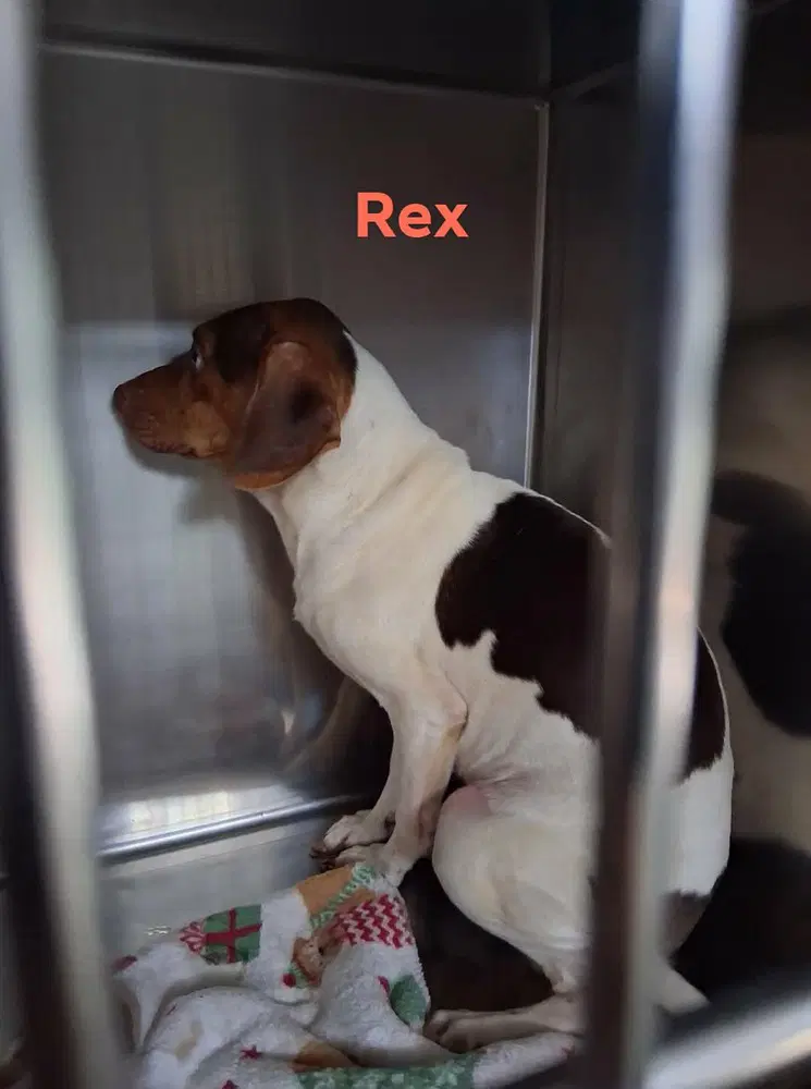 Sf Rex image 2