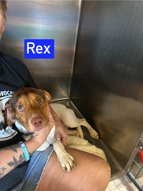 Photo 2 of SF Rex