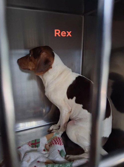 Photo 3 of SF Rex