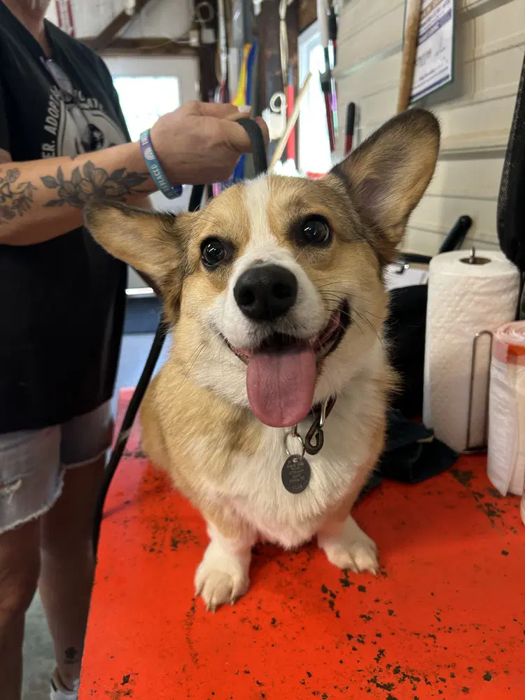 Peanut - Corgi