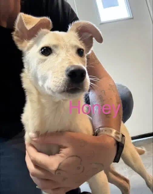 Honey - Cattle Dog
