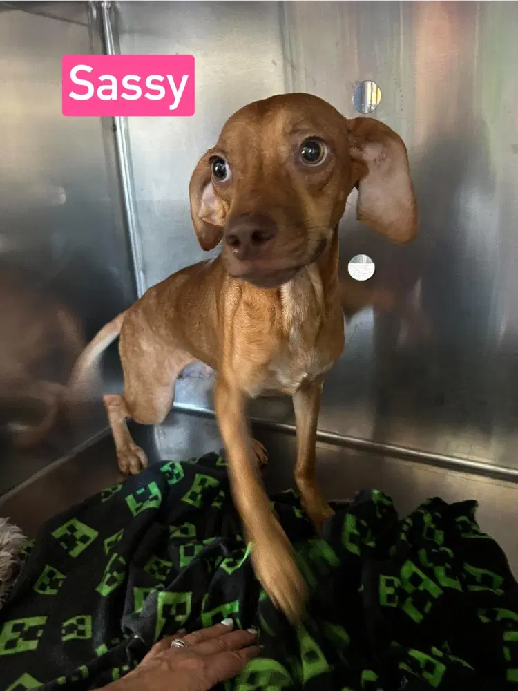 Sf Sassy - Beagle