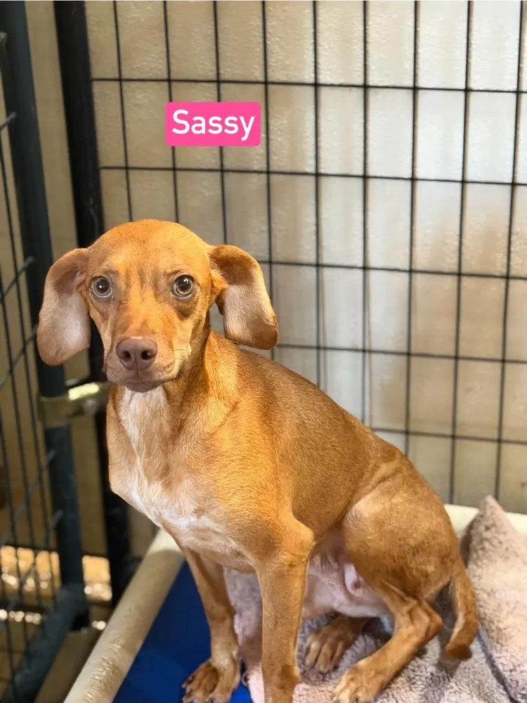 Sf Sassy - Beagle
