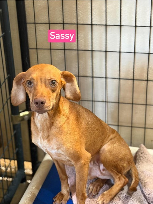 SF Sassy, a dog for adoption from No Time to Spare Animal Rescue and Sanctuary
