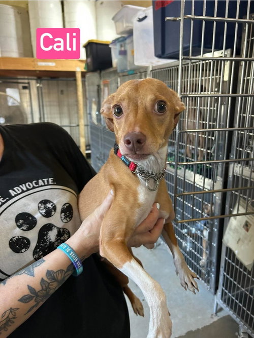 SF Cali, a dog for adoption from No Time to Spare Animal Rescue and Sanctuary