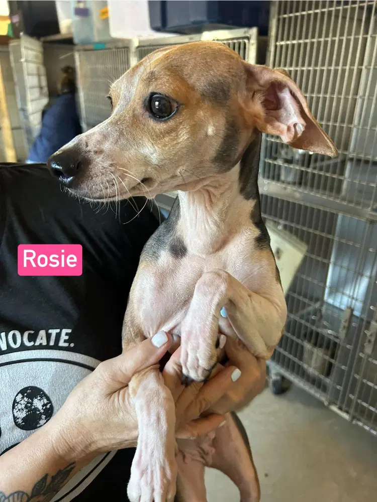 Sf Rosie - Beagle