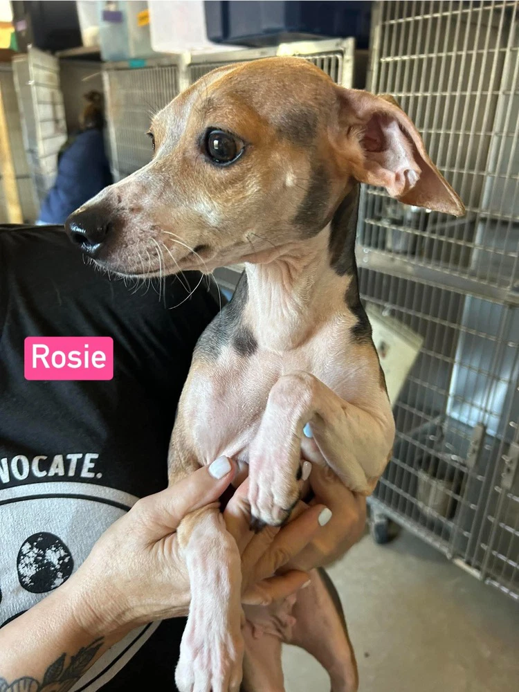 Sf Rosie
