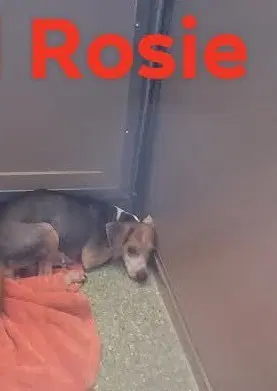 Sf Rosie image 3