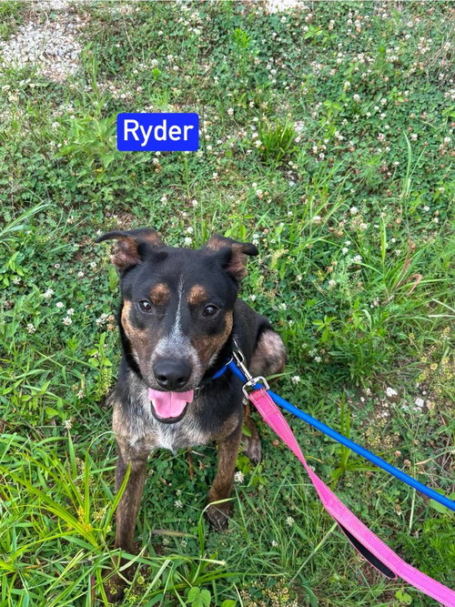 Photo 2 of Ryder