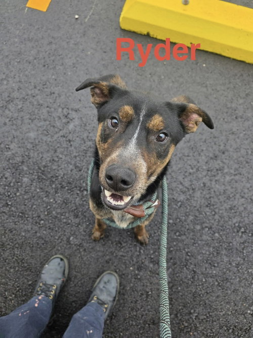 Photo 3 of Ryder
