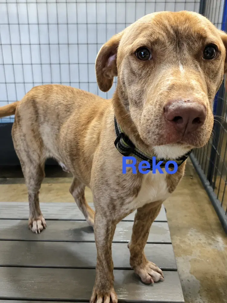 Reko - Labrador Retriever