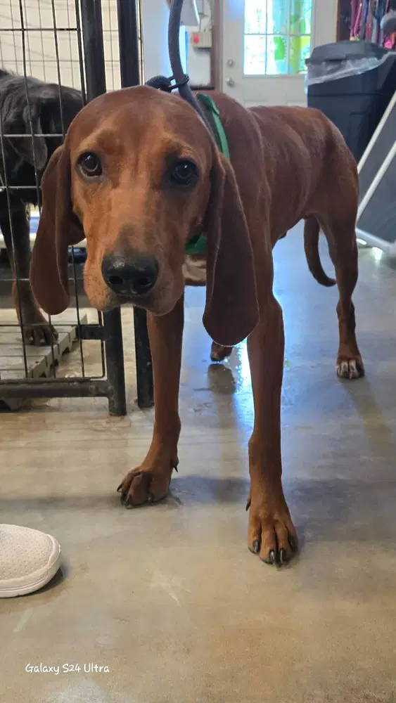 D Michael Aka Boone - Redbone Coonhound