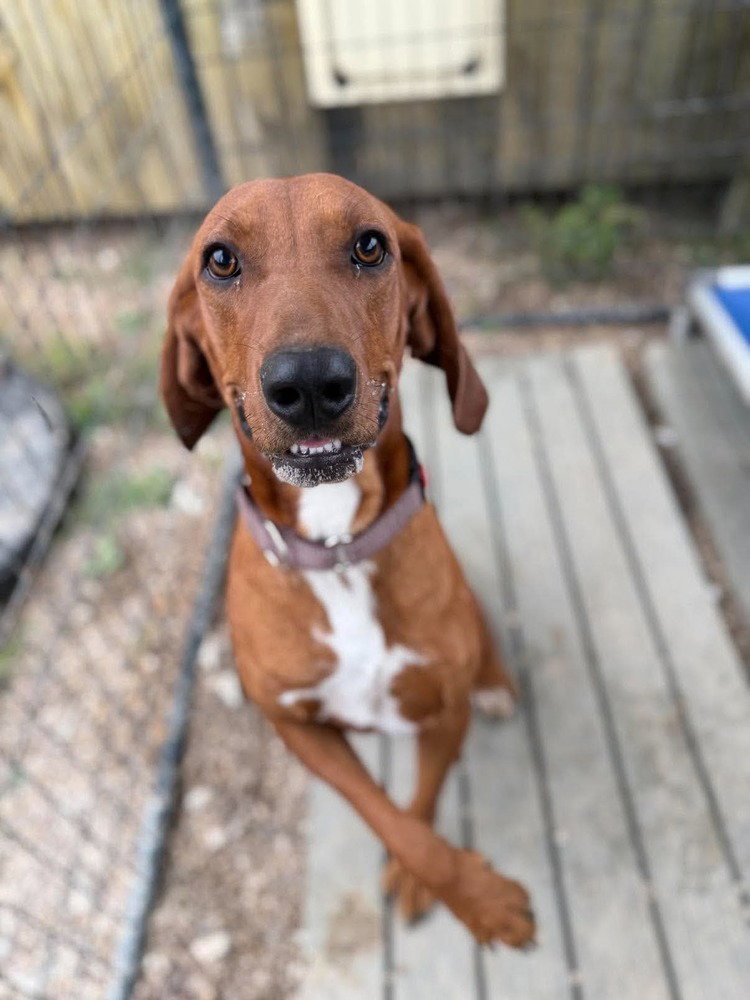 D Michael aka Boone, Redbone Coonhound