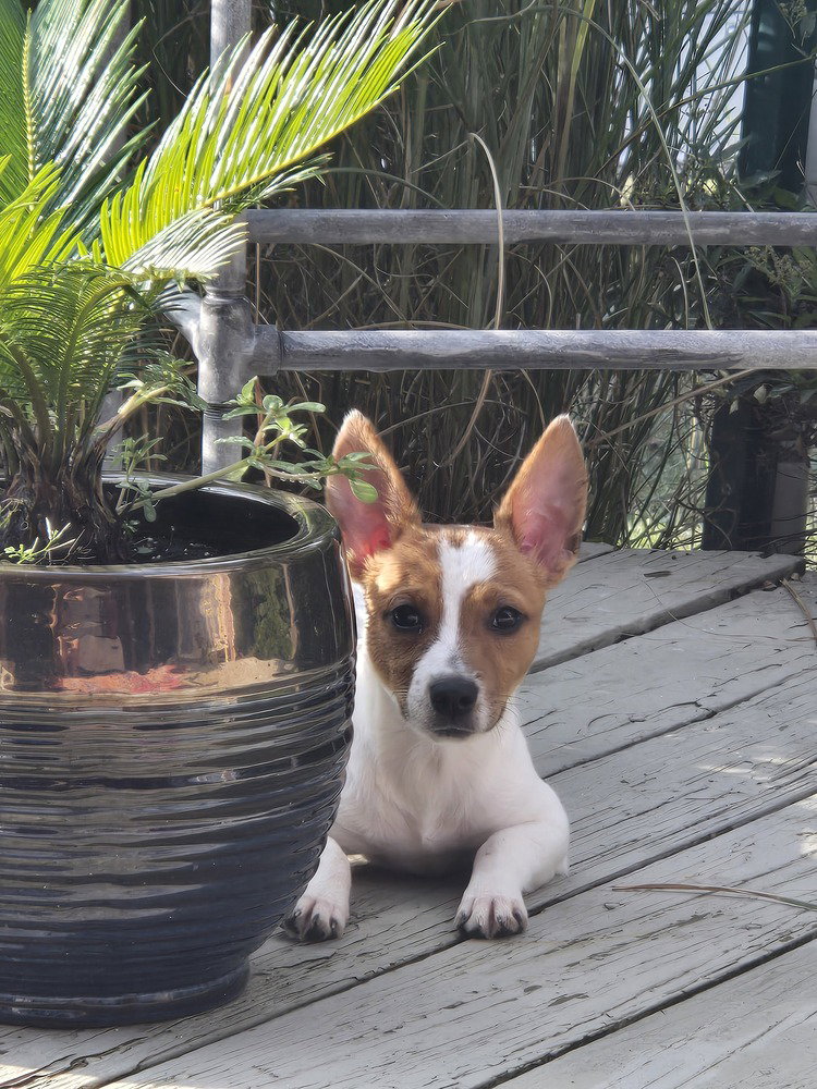 SR Tazzy, Rat Terrier