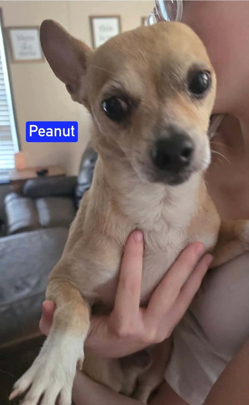Peanut