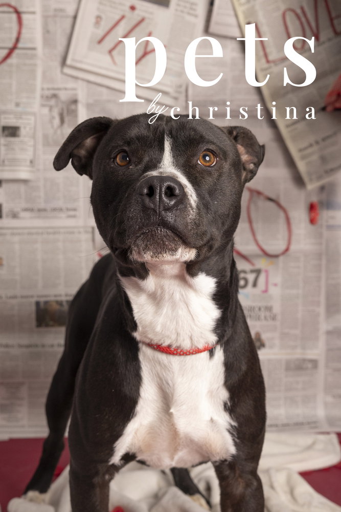 Ozzie, Pit Bull Terrier