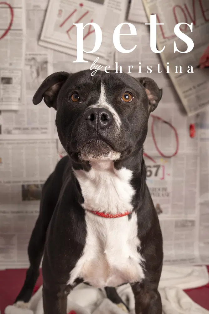 Ozzie - Pit Bull Terrier