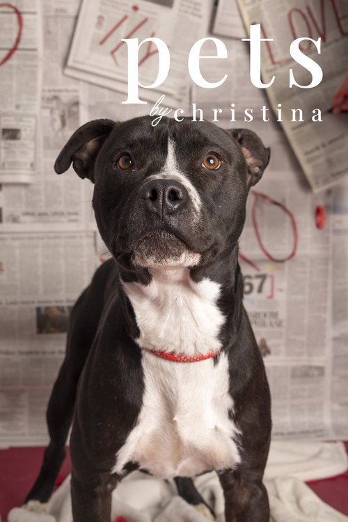 Ozzie, a dog for adoption from No Time to Spare Animal Rescue and Sanctuary