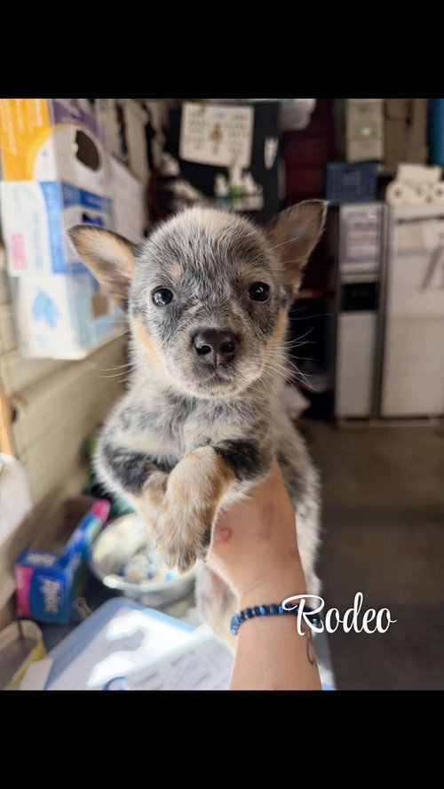 KP Rodeo, a dog for adoption from No Time to Spare Animal Rescue and Sanctuary