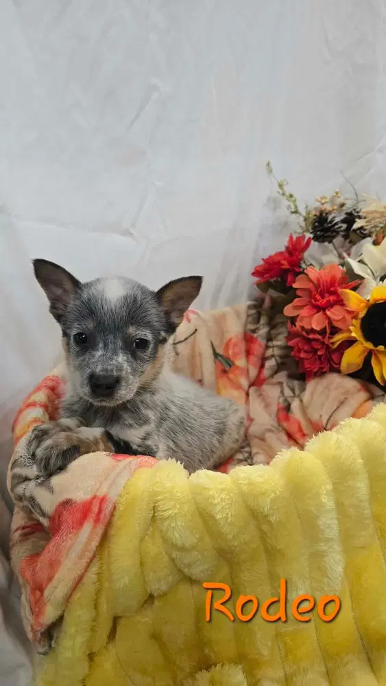 Kp Rodeo - Australian Cattle Dog/Blue Heeler
