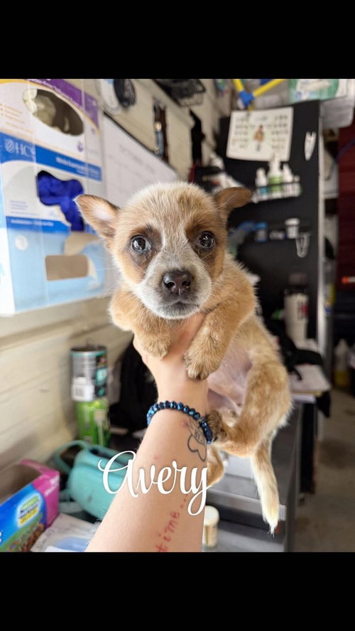 KP Avery, a dog for adoption from No Time to Spare Animal Rescue and Sanctuary