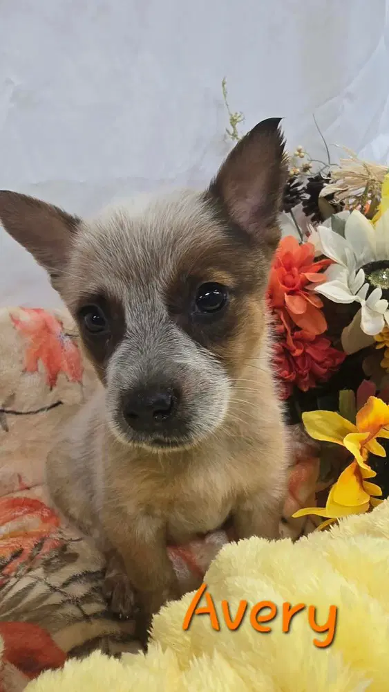 Kp Avery - Australian Cattle Dog/Blue Heeler