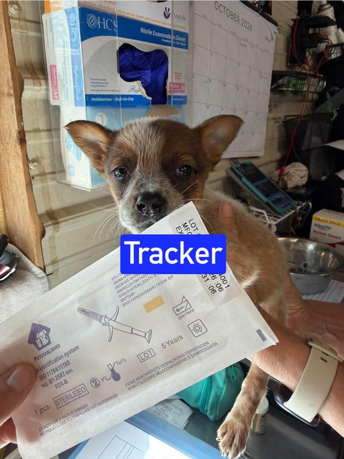 KP Tracker, a dog for adoption from No Time to Spare Animal Rescue and Sanctuary