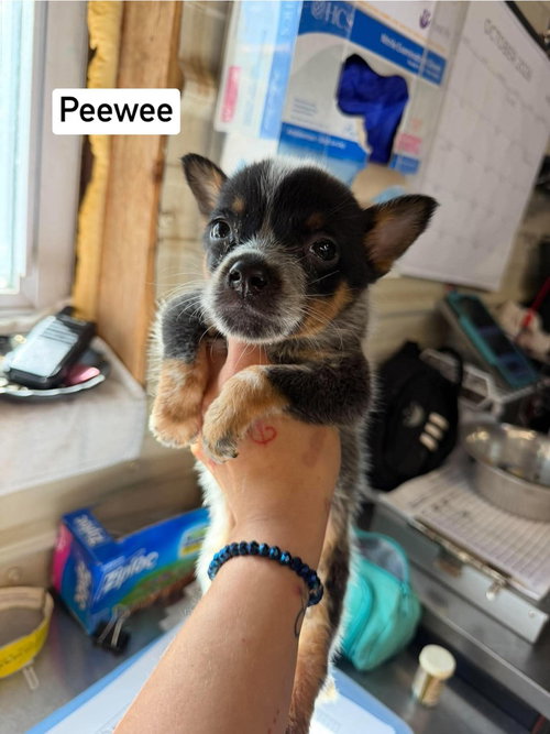KP PeeWee, a dog for adoption from No Time to Spare Animal Rescue and Sanctuary