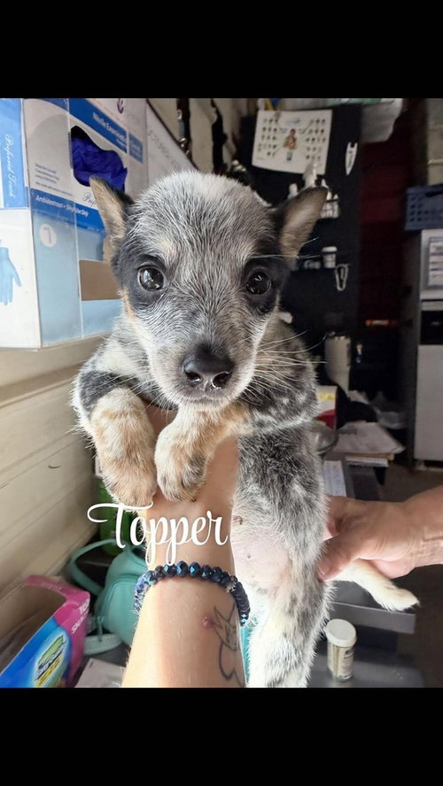 KP Topper, a dog for adoption from No Time to Spare Animal Rescue and Sanctuary