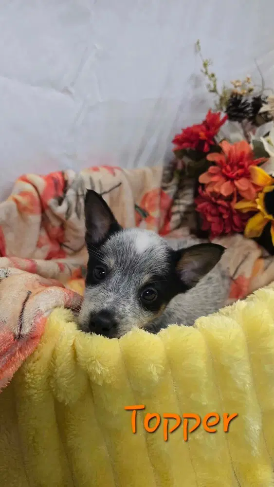 Kp Topper - Australian Cattle Dog/Blue Heeler