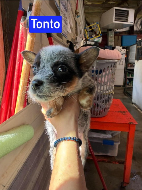 KP Tonto, a dog for adoption from No Time to Spare Animal Rescue and Sanctuary