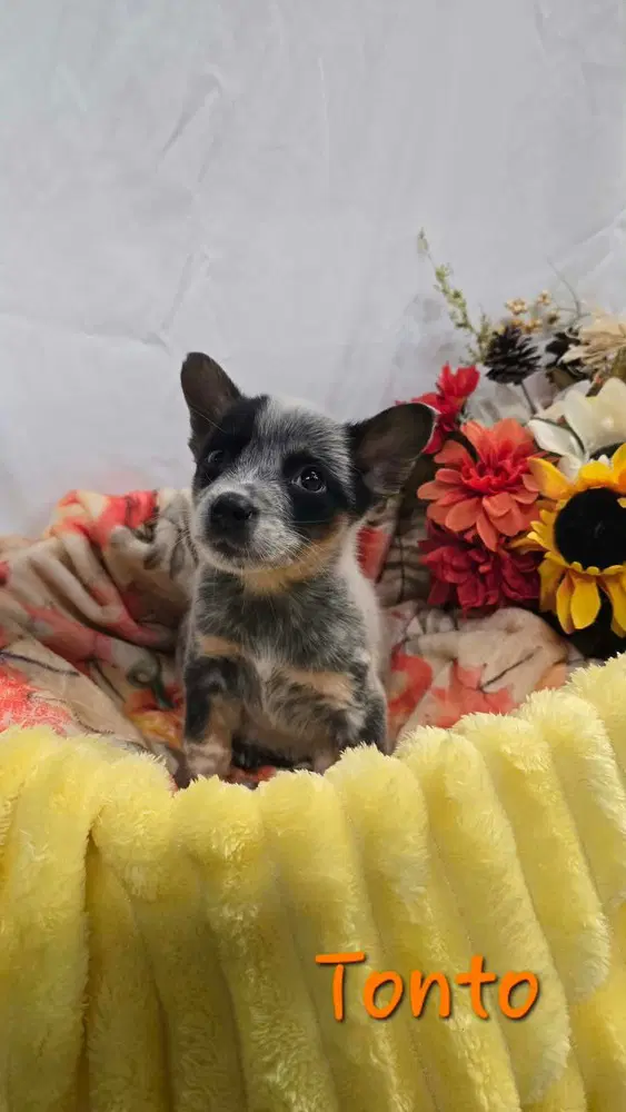 Kp Tonto - Australian Cattle Dog/Blue Heeler