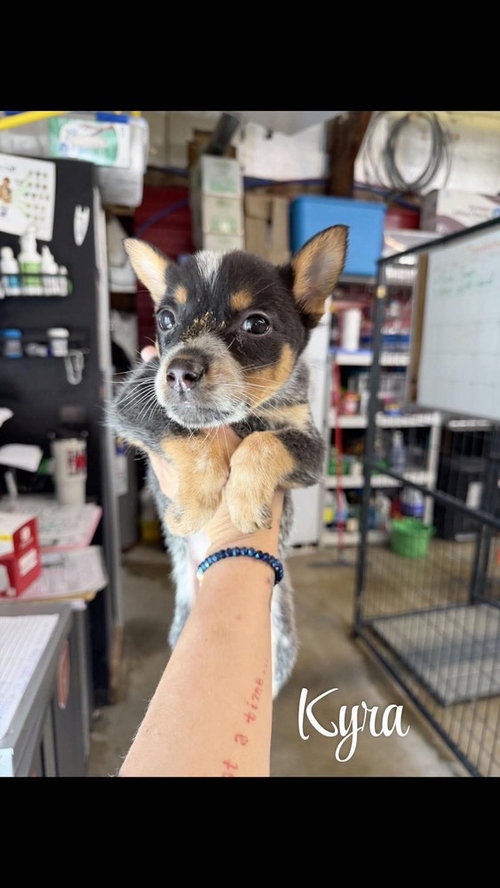 KP Kyra, a dog for adoption from No Time to Spare Animal Rescue and Sanctuary