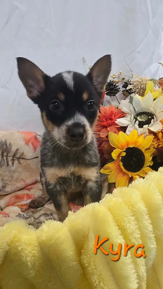 Kp Kyra - Australian Cattle Dog/Blue Heeler