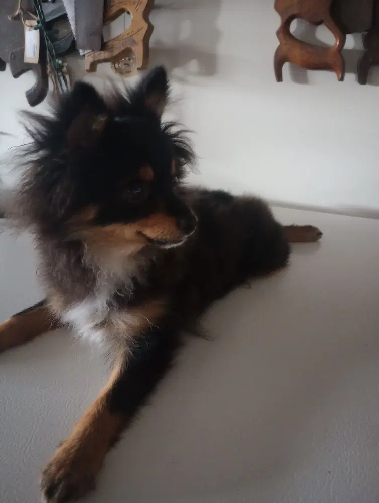 Roamer - Pomeranian